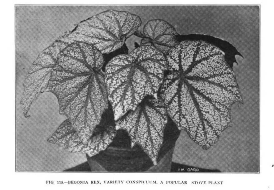 B. ‘Conspicuum’